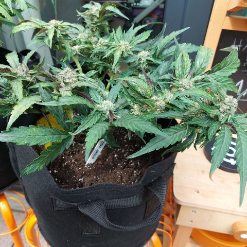 Titan Gorilla Auto growlog timeline photo