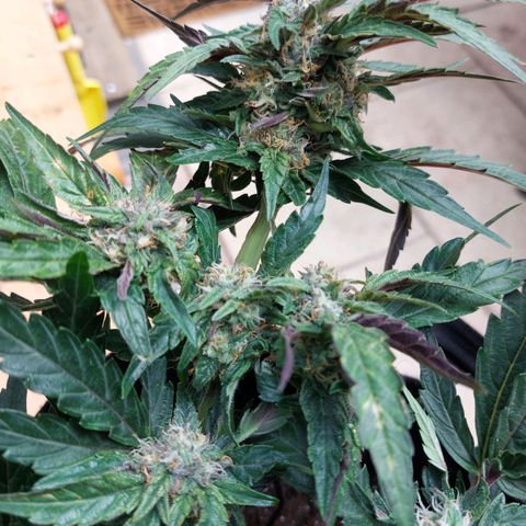 Titan Gorilla Auto growlog timeline photo
