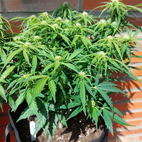 Moonlight Auto - Naledi Seeds growlog timeline photo