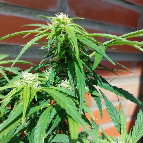 Moonlight Auto - Naledi Seeds growlog timeline photo