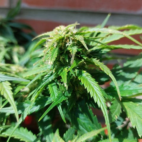 Auto Orange Bud growlog timeline photo
