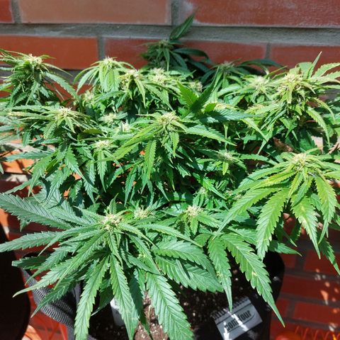 Auto Orange Bud growlog timeline photo