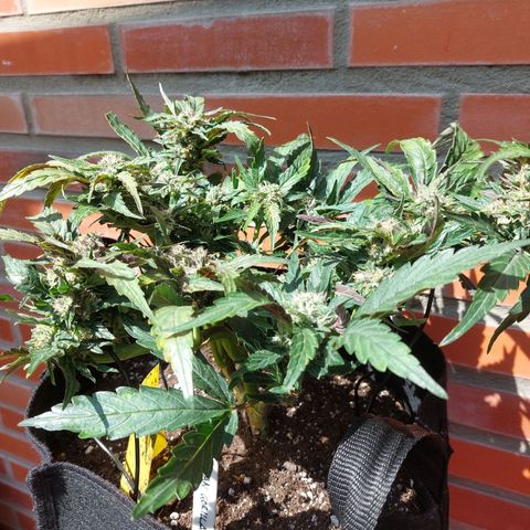 Titan Gorilla Auto growlog timeline photo