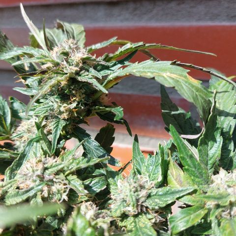 Titan Gorilla Auto growlog timeline photo