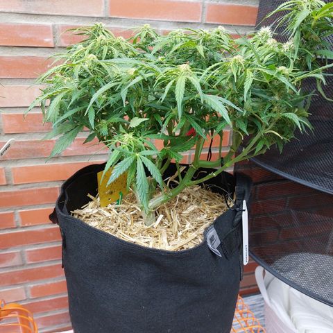 Moonlight Auto - Naledi Seeds growlog timeline photo
