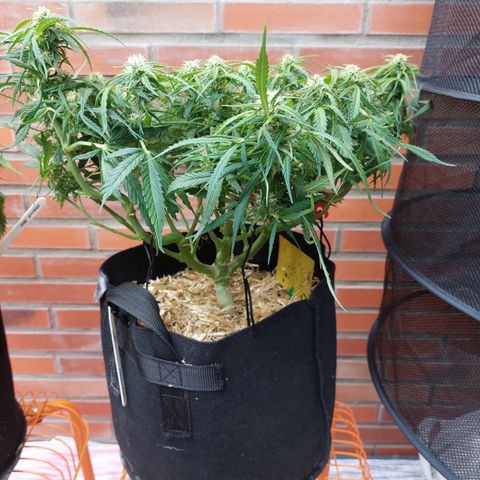 Moonlight Auto - Naledi Seeds growlog timeline photo