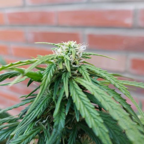 Moonlight Auto - Naledi Seeds growlog timeline photo