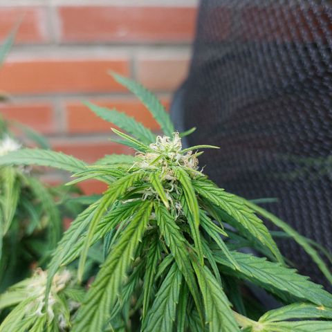 Moonlight Auto - Naledi Seeds growlog timeline photo