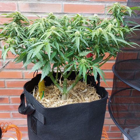 Moonlight Auto - Naledi Seeds growlog timeline photo