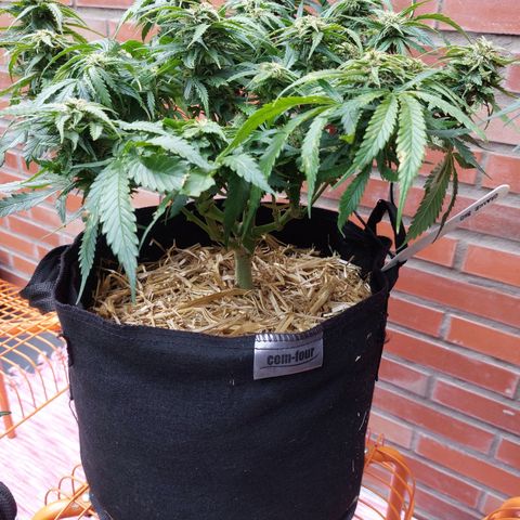 Auto Orange Bud growlog timeline photo