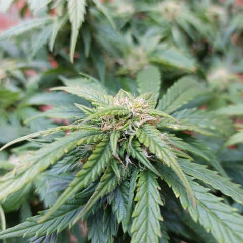 Auto Orange Bud growlog timeline photo