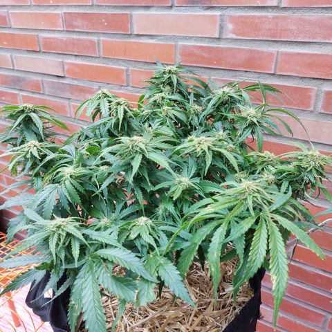 Auto Orange Bud growlog timeline photo