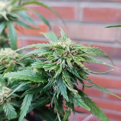 Auto Orange Bud growlog timeline photo