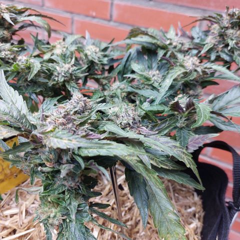 Titan Gorilla Auto growlog timeline photo