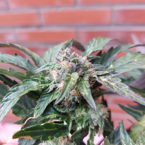 Titan Gorilla Auto growlog timeline photo