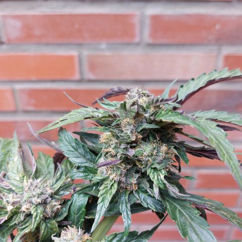 Titan Gorilla Auto growlog timeline photo