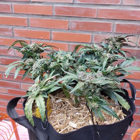 Titan Gorilla Auto growlog timeline photo