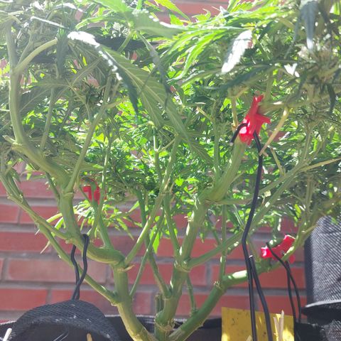 Moonlight Auto - Naledi Seeds growlog timeline photo
