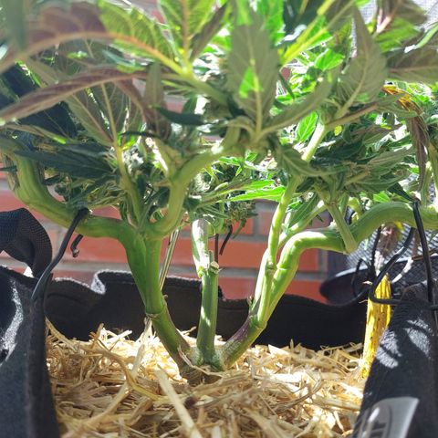 Titan Gorilla Auto growlog timeline photo