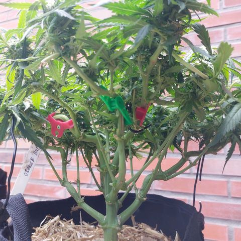 Auto Orange Bud growlog timeline photo