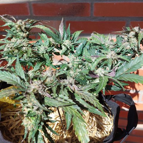 Titan Gorilla Auto growlog timeline photo
