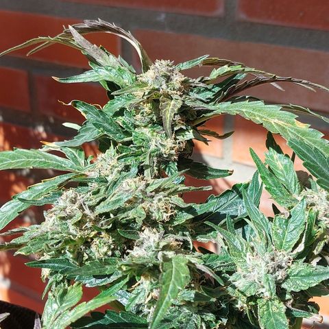 Titan Gorilla Auto growlog timeline photo