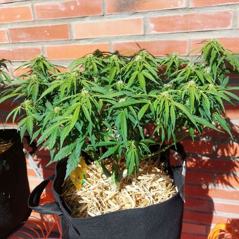 Moonlight Auto - Naledi Seeds growlog timeline photo