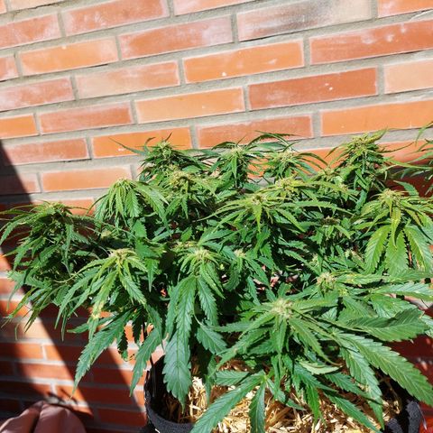Auto Orange Bud growlog timeline photo
