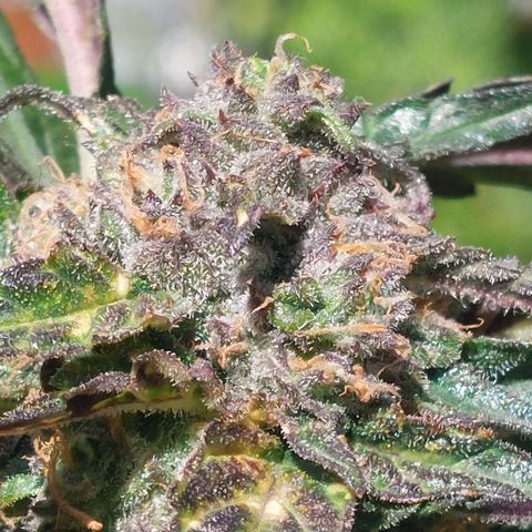 Titan Gorilla Auto growlog timeline photo