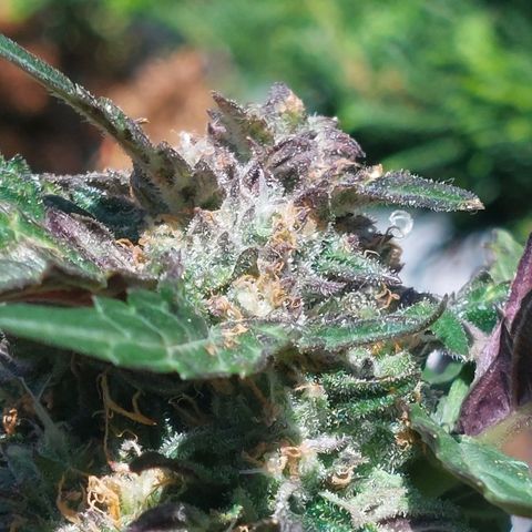 Titan Gorilla Auto growlog timeline photo