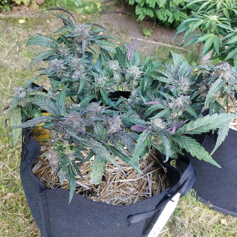 Titan Gorilla Auto growlog timeline photo