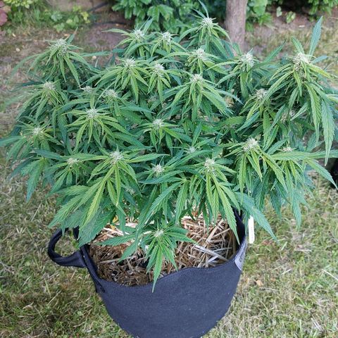 Moonlight Auto - Naledi Seeds growlog timeline photo