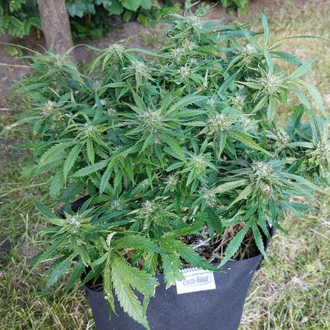 Auto Orange Bud growlog timeline photo