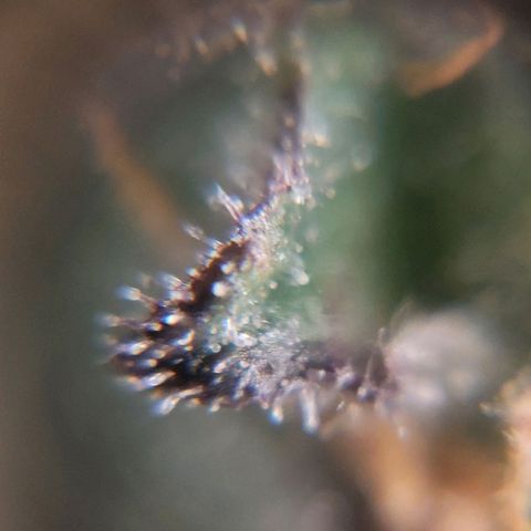 Titan Gorilla Auto growlog timeline photo