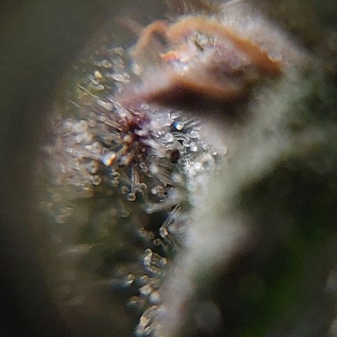 Titan Gorilla Auto growlog timeline photo