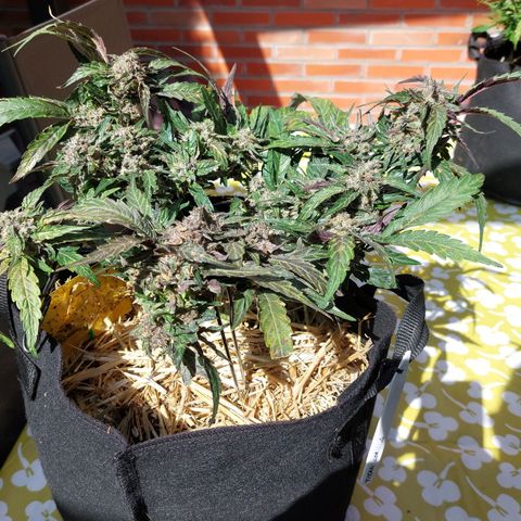 Titan Gorilla Auto growlog timeline photo