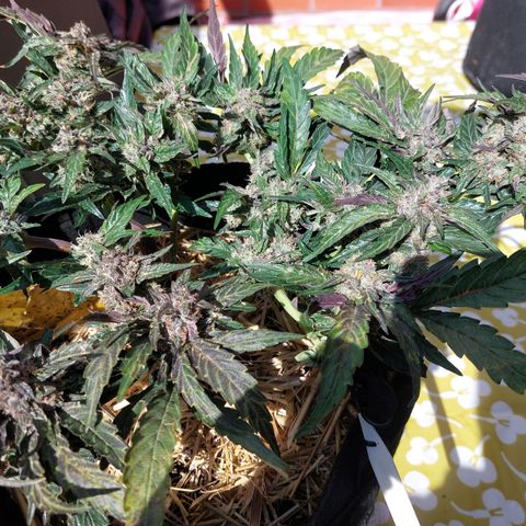 Titan Gorilla Auto growlog timeline photo