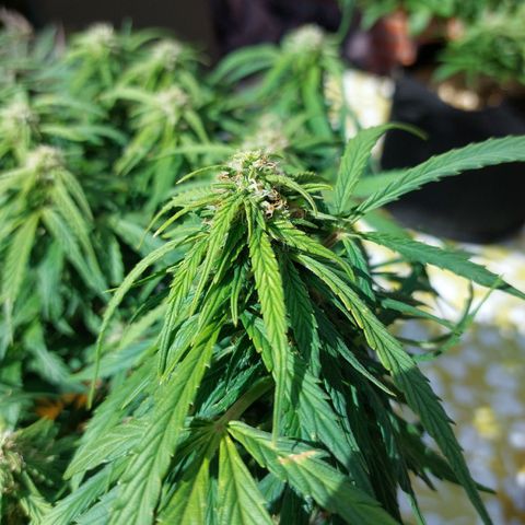 Moonlight Auto - Naledi Seeds growlog timeline photo