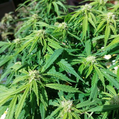 Moonlight Auto - Naledi Seeds growlog timeline photo