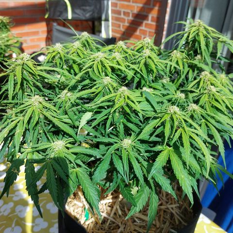 Moonlight Auto - Naledi Seeds growlog timeline photo