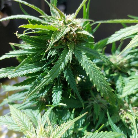 Auto Orange Bud growlog timeline photo