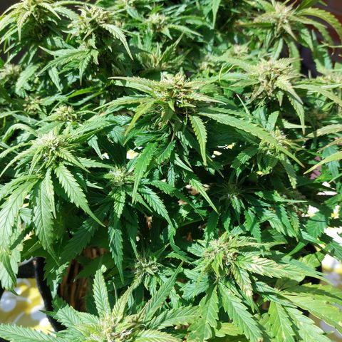Auto Orange Bud growlog timeline photo
