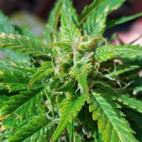 Auto Orange Bud growlog timeline photo