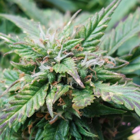 Auto Orange Bud growlog timeline photo