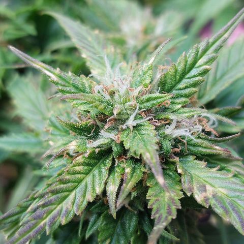 Auto Orange Bud growlog timeline photo