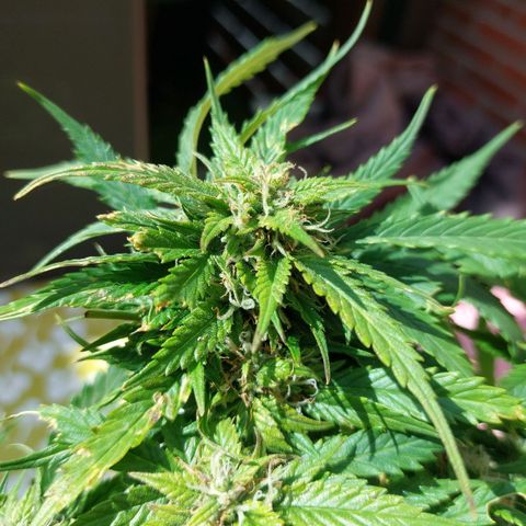 Auto Orange Bud growlog timeline photo