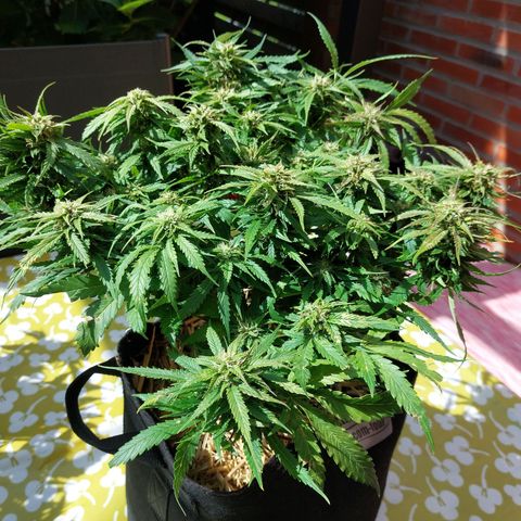 Auto Orange Bud growlog timeline photo