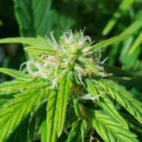 Moonlight Auto - Naledi Seeds growlog timeline photo