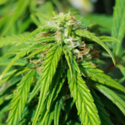 Moonlight Auto - Naledi Seeds growlog timeline photo