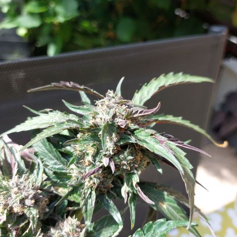 Titan Gorilla Auto growlog timeline photo